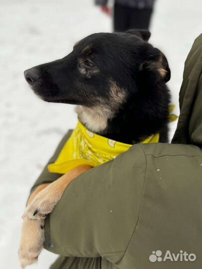 Собака в добрые руки