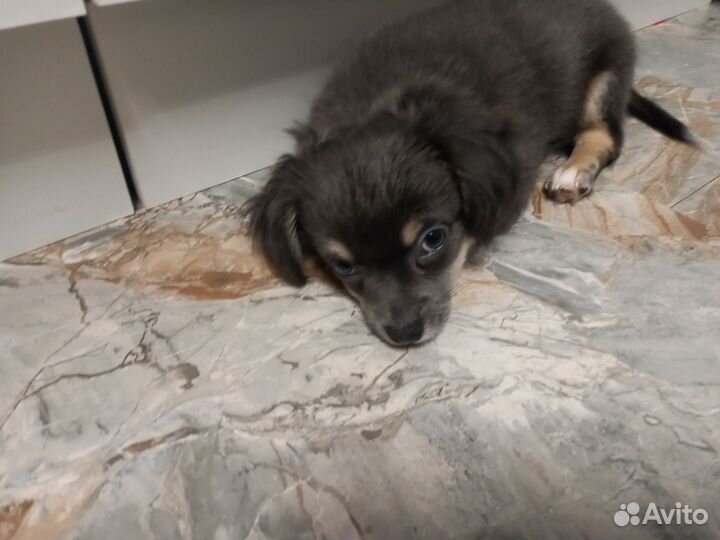 Домашние животные собаки щенки