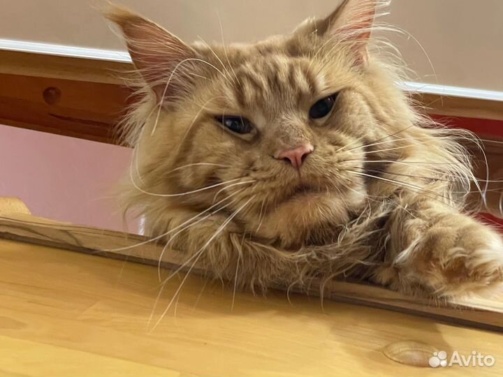 Кот мейн-кун вязка