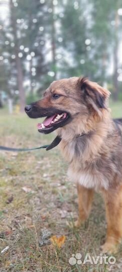 Собака в приюте