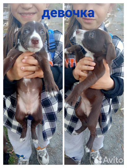 Отдам щенков
