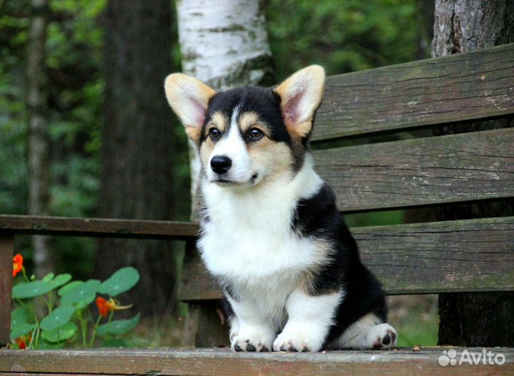 Вельш-корги пемброк