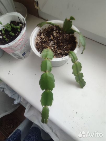 Комнатные цветы