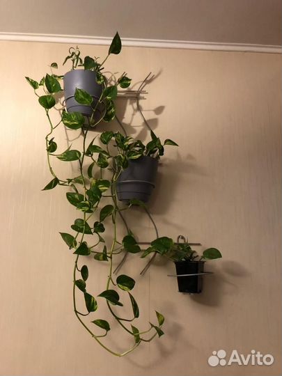 Хлорофитум