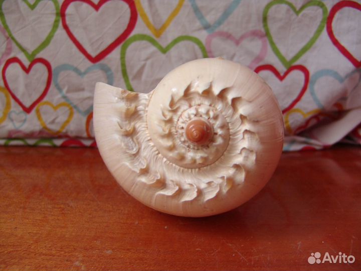 Ракушка декоративная, торг