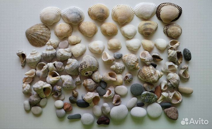 Морские ракушки раковины