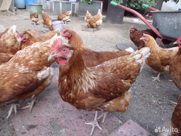 Навоз куриный