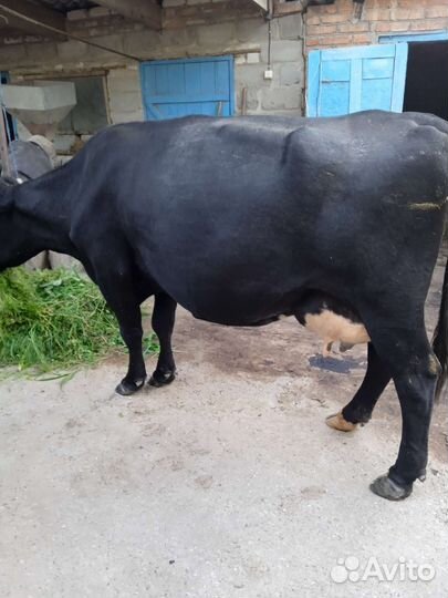 Корова дойная