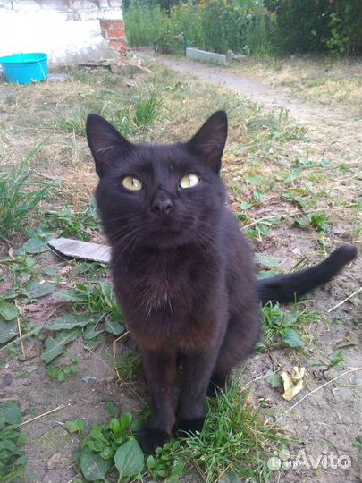 Котики бесплатно в добрые руки