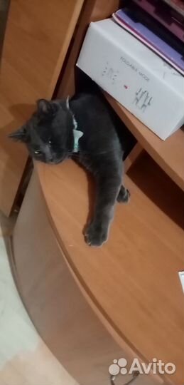 Кот на вязку