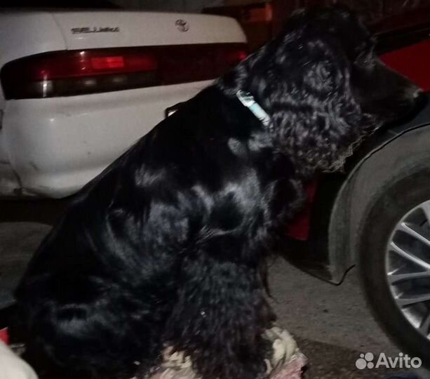 Английский кокер спаниель Вязка