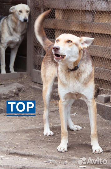 Собака в добрые руки отдам бесплатно