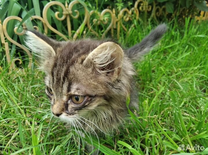 Котята 1.5 месяцев