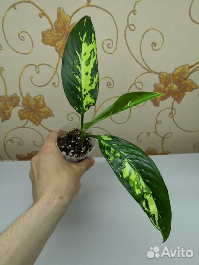 Диффенбахия MIX