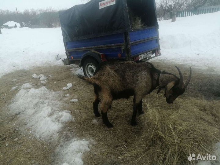 Козы, бараны