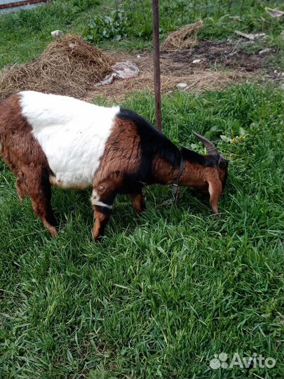 Англо нубийский козел