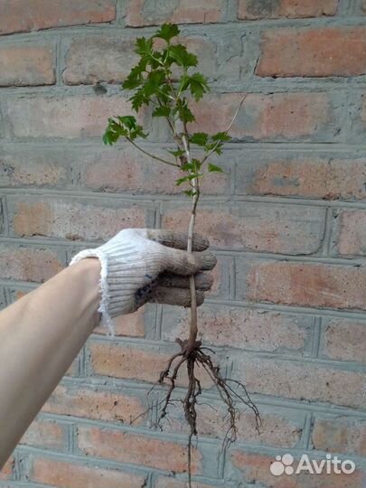 Калина красная куст