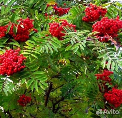 Рябина обыкновенная