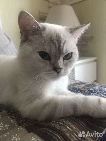 Домашняя передержка кошек