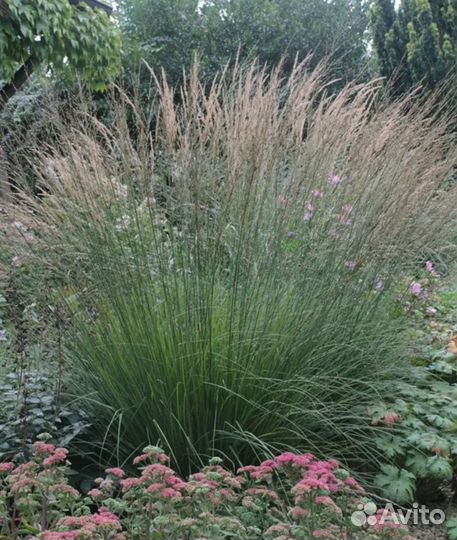 Молиния голубая Heidebraut