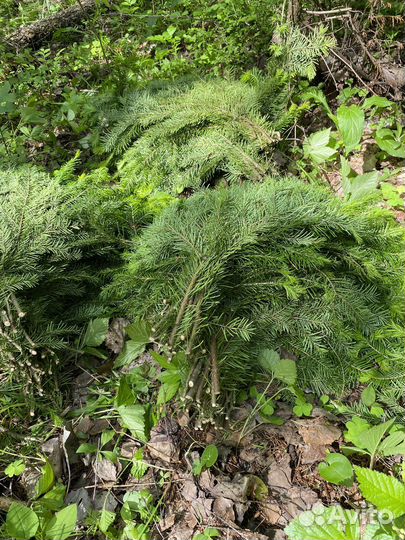 Пихта для бани