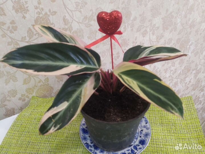 Строманта триколор