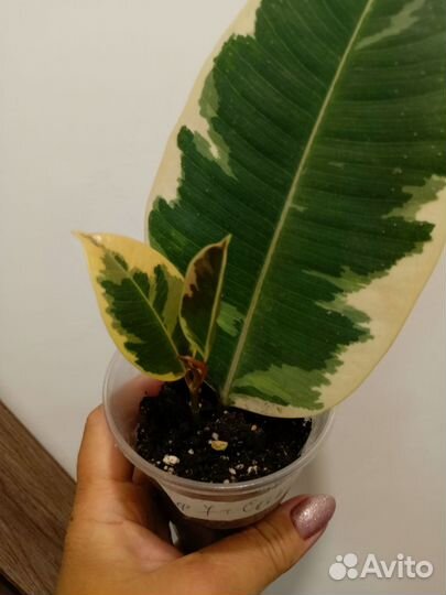 Фикусы на любой вкус