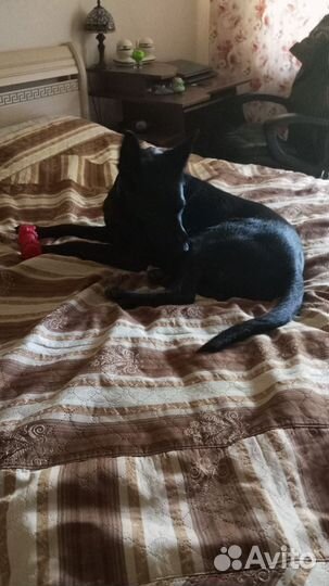 Собака метис