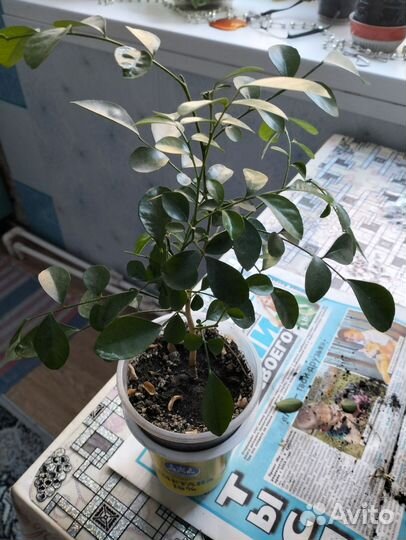 Муррайя метельчатая