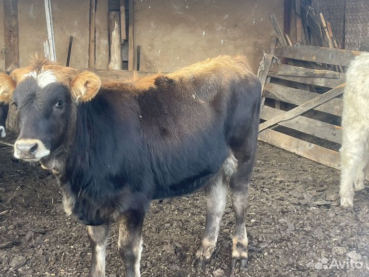 Телочка 6 месяцев