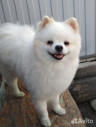 Шпиц (вязка)