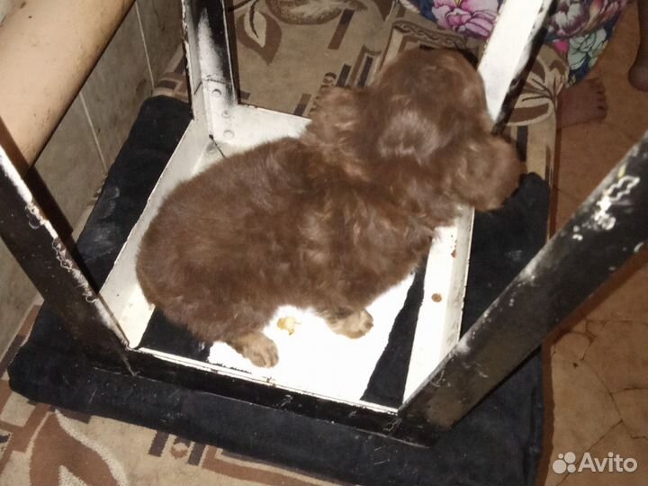 Отдам щенков (мальчики) в добрые руки