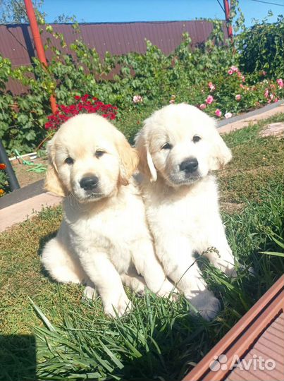 Золотистый ретривер