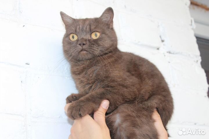 Кошка в дар