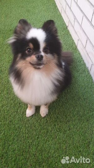 Шпиц Немецкий малый вязка