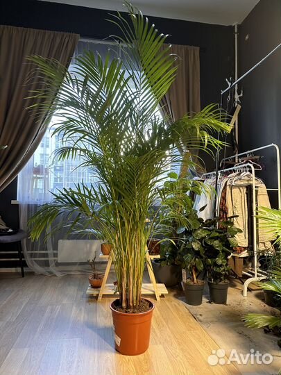 Пальма арека дипсис