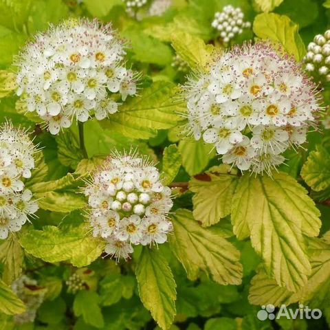 Пузыреплодник зеленый калинолистный