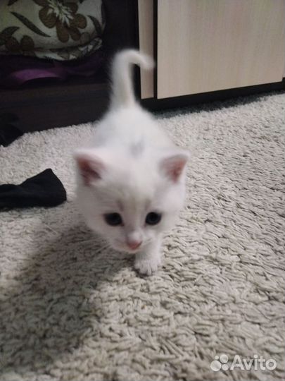 Кошка в дар бесплатно