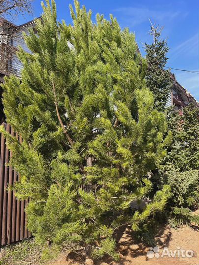 Сосна обыкновенная