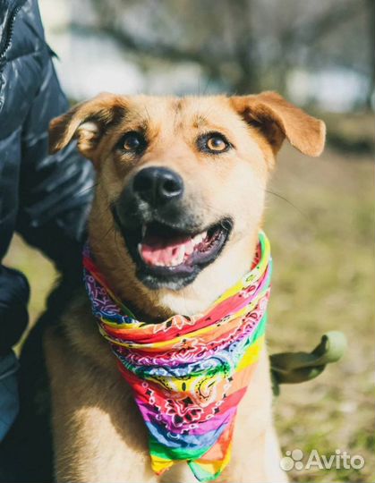 Спасите меня из приюта