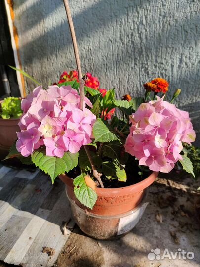 Гортензия крупнолистная саженцы