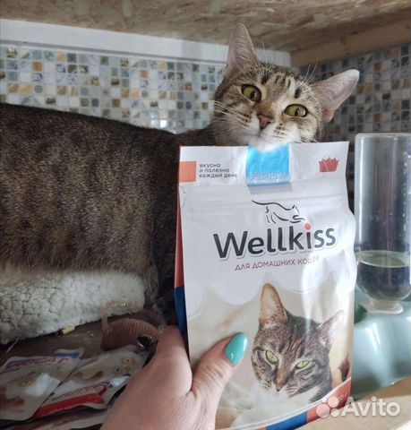 Кошечка в добрые руки