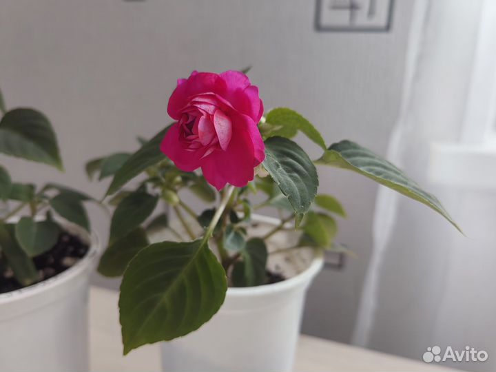 Бальзамин махровый