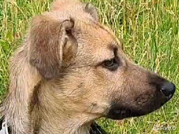 Маленький щенок в хорошие руки