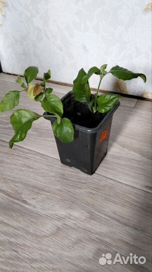 Белоперона