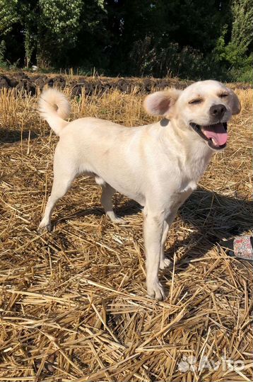 Пес в добрые руки