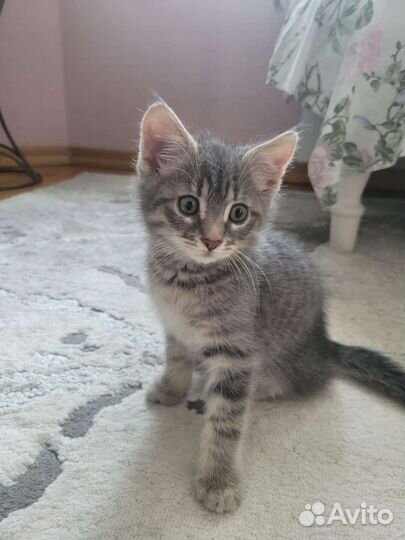 Котенок 2 месяца