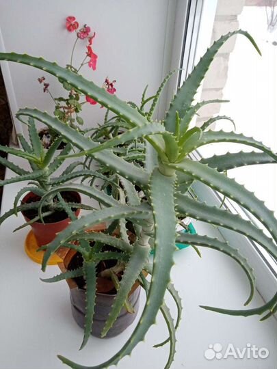 Алоэ столетник