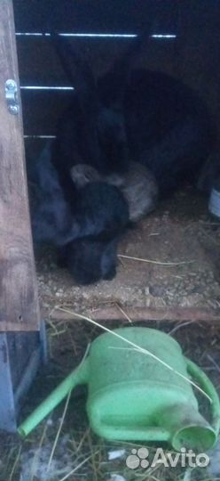 Кролики мясных породы фландер