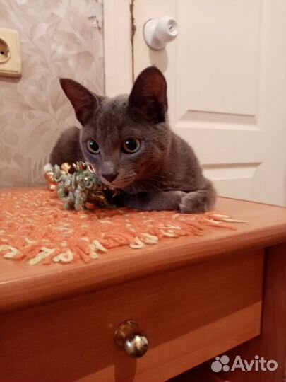 Отдам кошечку